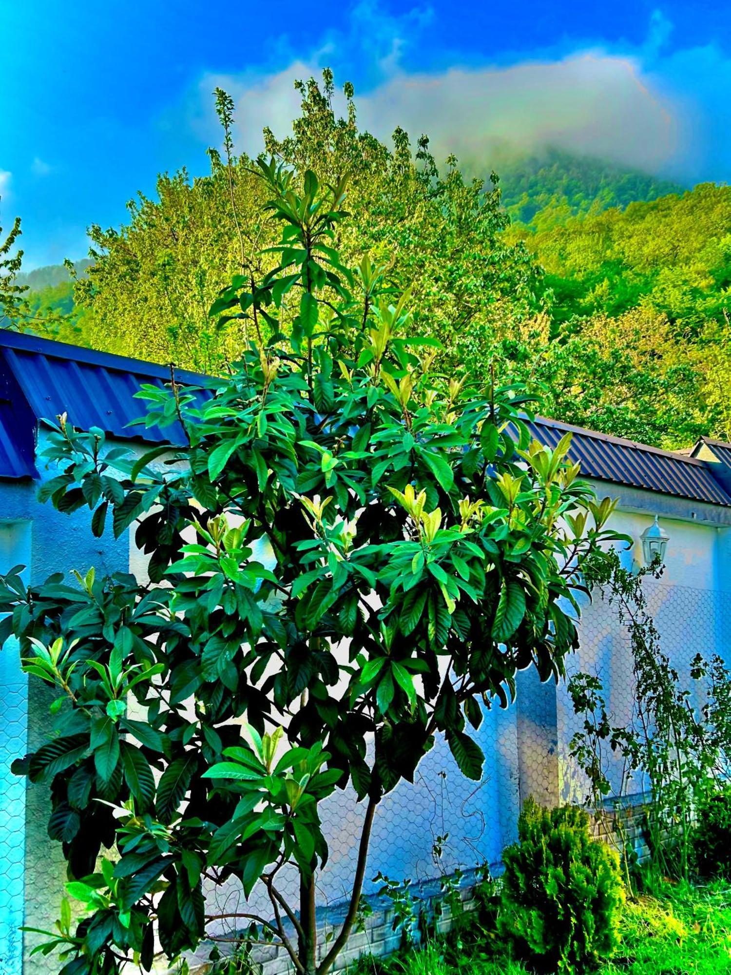 Qafqaz Mountside Chalet Qəbələ Zewnętrze zdjęcie